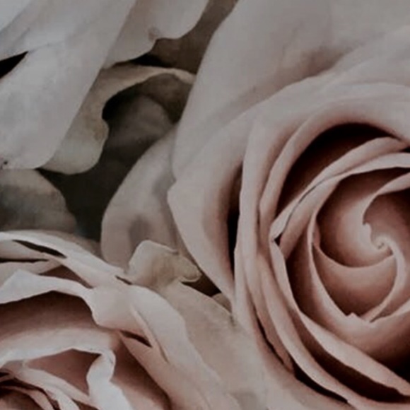 Meet your Posher, Alace - Picture 1 of 1